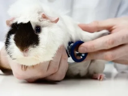 Caring for Your Guinea Pig