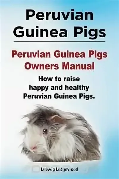 Understanding Guinea Pig Breeds