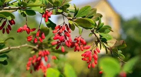 What Is Berberine