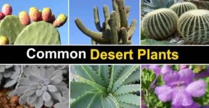 How to Grow Australian Desert Plants in the US