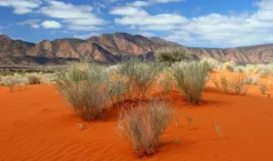 Why Are Australian Desert Plants So Resilient